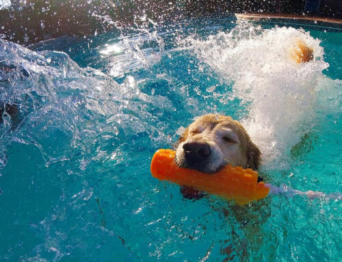 Are Chlorinated Pools Safe for Dogs?