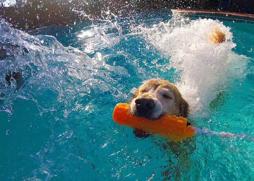 are chlorinated pools safe for dogs?